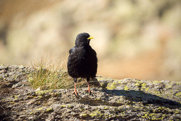 The alpine chough