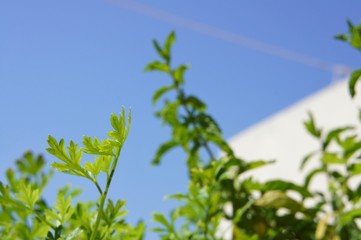 Planta de perejil con hierbabuena de fondo sobre cielo azul