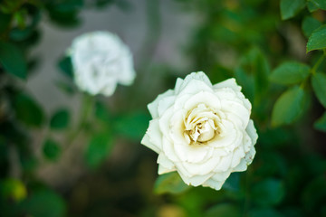 white and white rose at the garden close up