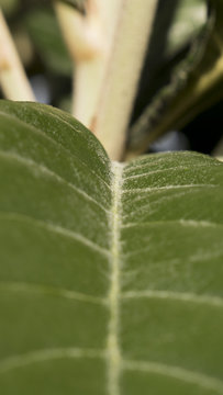 hoja verde polen