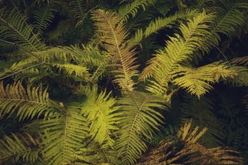 Autumn forest scenery with rays of warm light illumining the gold foliage and a footpath leading into the scene, nature