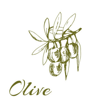branch green olives, vector illustration hand-drawn logo of olives