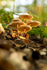 Pilzgruppe im Wald