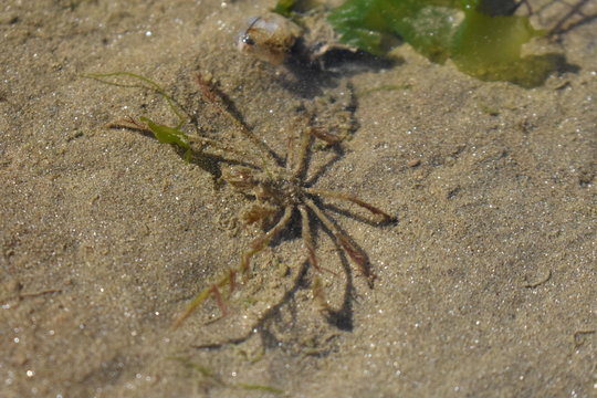 crabe araign&eacute;e