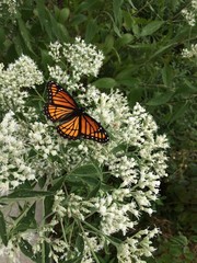 Viceroy butterfly on a cluster of white flowers