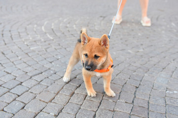 Cute dog puppy on street