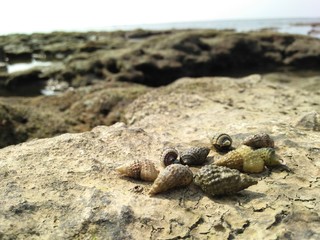 crab on the beach