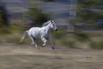 running white Arabian horse, blur background