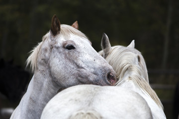 two white Wyoming ranch horses nuzzling