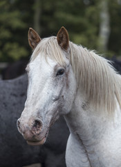 head of white Wyoming ranch horse
