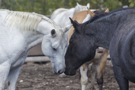 white and black horses nuzzling in Wyoming ranch corral