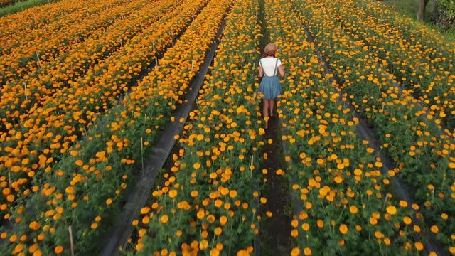 4K aerial flying video of woman on a marigold field. Beautiful travel concept. Bali island.