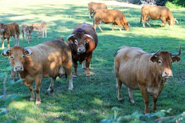 Vaches Limousines en pâture.