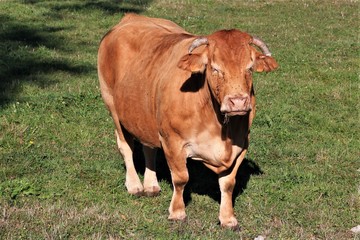Vaches Limousines en pâture.