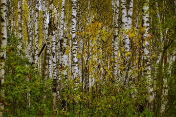 Obraz premium Autumn forest scenery with rays of warm light illumining the gold foliage and a footpath leading into the scene, nature