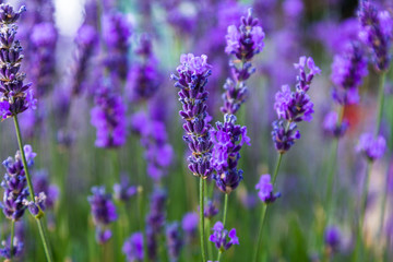 Fototapeta na wymiar Young shoots of lavender