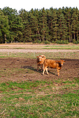 braune Kühe auf der Koppel