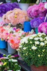 Asters and different other flowers on city central market in autumn