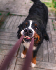 Bernese dog pulling leash