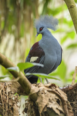 Victoria Crowned-pigeon - Goura victoria, beautiful crowned pidgeon from Papua New Guinea forests and woodlands.