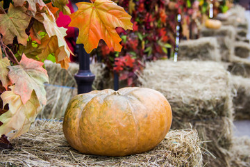 Pumpkins on haystacks. Street alley decorated for autumn market with maple leaves. Thanksgiving Day and harvesting concept © GMars