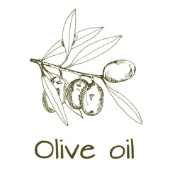 branch green olives, vector illustration hand-drawn logo of olives