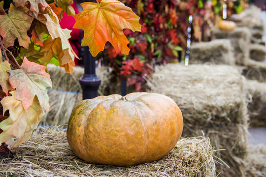 Pumpkins on haystacks. Street alley decorated for autumn market with maple leaves. Thanksgiving Day and harvesting concept
