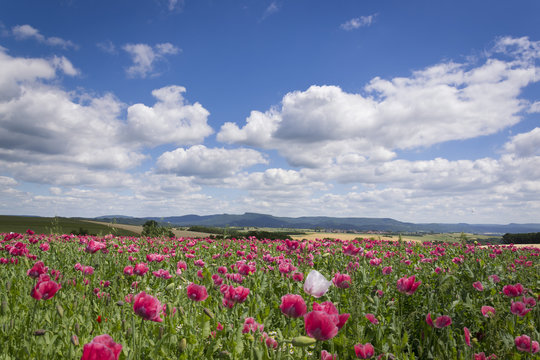 Schlafmohn bei Germerode