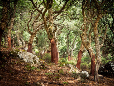 Fototapeta cork oaks in the andalusian countryside. "Parque de los alcornocales", Algeciras, Andalusia, Spain, Europe