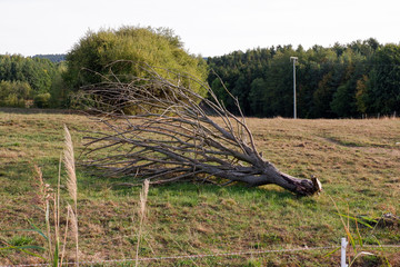 Abgebrochener Ast liegt auf dem Feld
