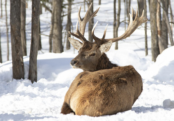 Red deer with large antlers isolated on white background sitting in the winter snow in Canada