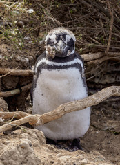 Magellanic penguin (Spheniscus magellanicus) in Caleta Valdes, Valdes Peninsula, UNESCO World...