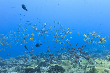 Fototapeta na wymiar Palau Diving - A group of fish swimming towards the stream