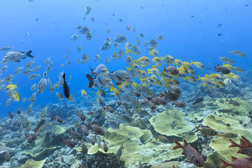Palau Diving -  A group of fish swimming towards the stream