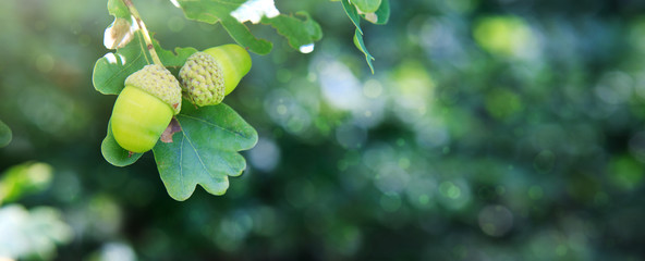 Oak branch with three acorns isolated on green background.