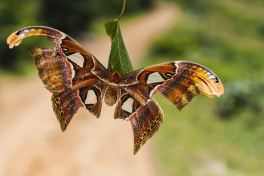 Atlas moth, Attacus atlas
