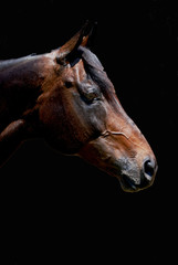 Fototapeta na wymiar Profile portrait of a Thoroughbred horse.