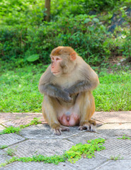 Wild Monkey At Kam Shan Country Park In Hong Kong