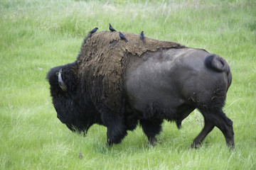 Bison in Custer State Park in South Dakota