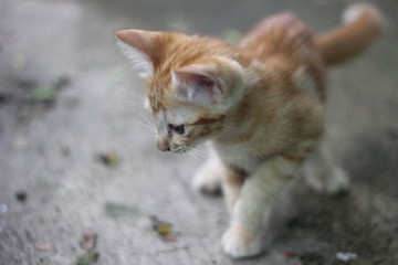 Fototapeta na wymiar Orange cat
