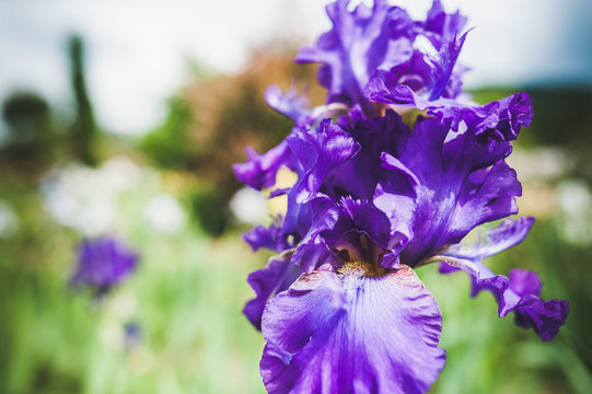 Iris violet