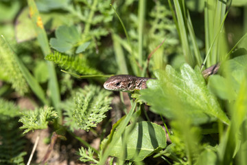 Little lizard reptile in green grass