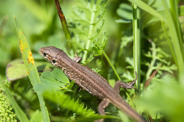 Little lizard reptile in green grass