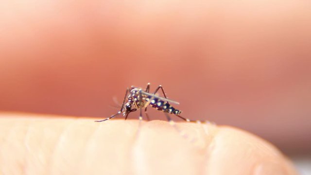 Close-up of Mosquito sucking blood on human fingers, Mosquito is carrier of Malaria/ Encephalitis/ Dengue, Macro shot

