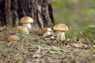 Beautiful fresh edible mushrooms, porcini mushrooms in the woods. Family of Boletus Porcini mushroom surrounded by plants is on a forest floor