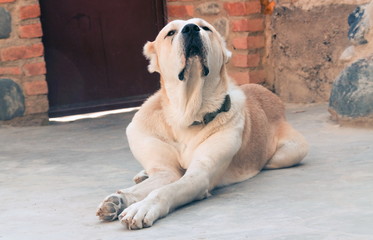 Central Asian Shepherd Dog. Alabai portrait