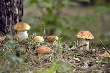 Beautiful fresh edible mushrooms, porcini mushrooms in the woods. Family of Boletus Porcini mushroom surrounded by plants is on a forest floor