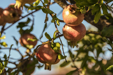 Italy, Tuscany, ripe pomegranates on tree