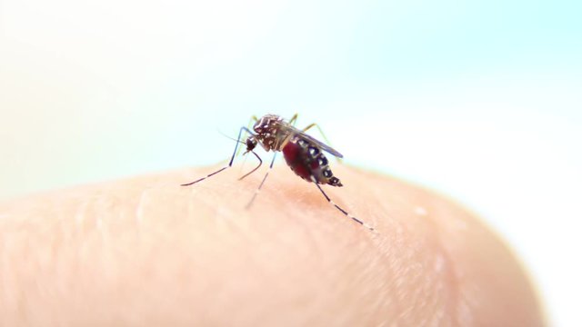 Close-up of Mosquito sucking blood on human fingers, Mosquito is carrier of Malaria/ Encephalitis/ Dengue, Macro shot

