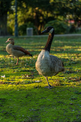 Canadian goose